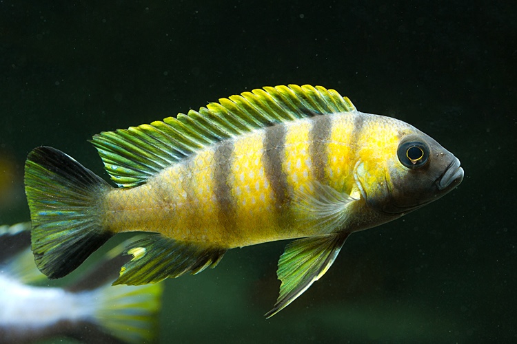 Maylandia sp. 'mbweca'